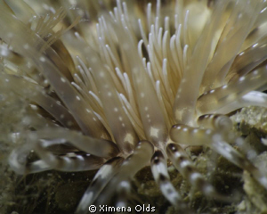 Anemone at Blue Heron Bridge. D7000 105mmVR Ikelite strob... by Ximena Olds 
